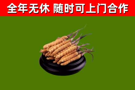 高台回收冬虫夏草
